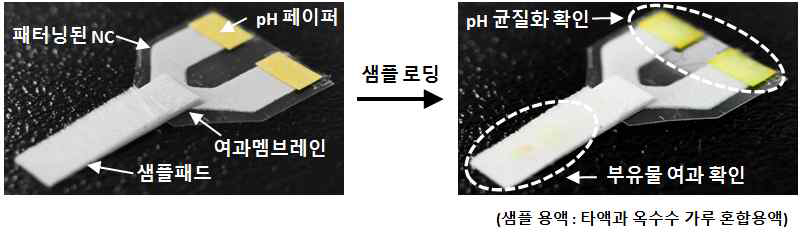 타액 전처리 페이퍼칩 (2-Channel) 에서의 유체 거동 확인