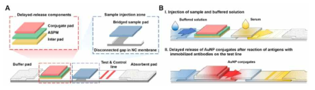 (A) HEF-LFA의 구조 및 구성 요소, (B) HEF-LFA의 샘플 및 conjugate의 분리된 반응 순서에 대한 모식도