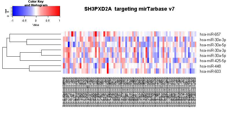 SH3PXD2A mRNA 고저발현에 따라 구분 후 mirTarbase v7로 관련 miR level확인한 자료. 일부 좌측 (mRNA 고발현)에서 관련 miRNA등이 증가한 것으로 추정된다