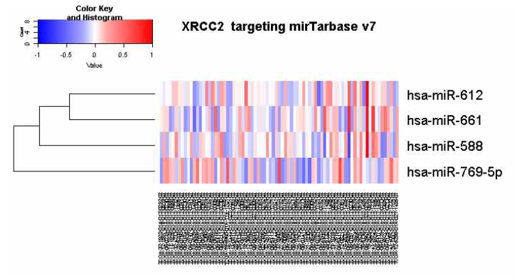 XRCC2의 mRNA 고저발현에 따라 구분 후 mirTarbase v7로 관련 miR level확인한 자료. 일부 낮은 mRNA발현에서 miRNA등이 고발현하는 것으로 추정된다