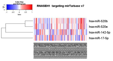 RNASEH1 mRNA 고저발현에 따라 구분 후 mirTarbase v7로 관련 miR level확인한 자료. mRNA가 낮은 부분에서 miR-520b, 520e등이 증가한 것이 일부 확인된다