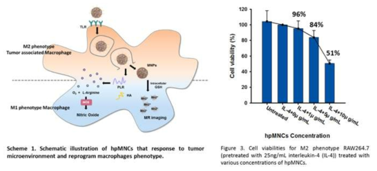 면역항암치료가 가능한 MRI 조영제 나노 복합체와 이를 이용한 MTT 실험