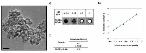 Ligand exchange되어 테라토마 특이적 항체가 부착된 MnO 나노입자 투과전자현미경 사진 및 a) MnO 나노복합체 농도별 T1 조영효과 영상, b) MnO 나노복합체 농도에 따른 relaxation rate 값을 나타낸 그래프와 c) 입자의 relaxivity 값