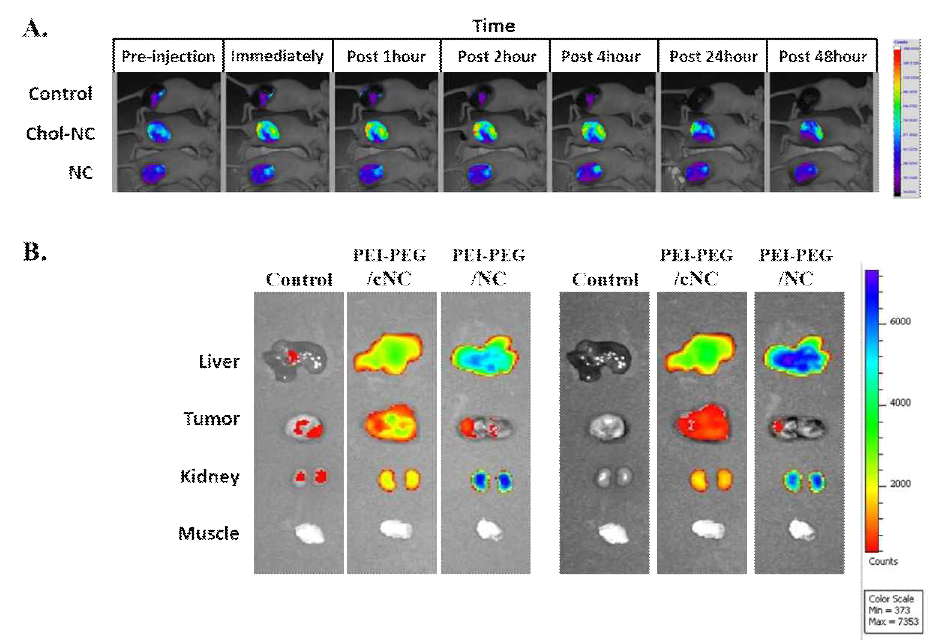 동물 수준에서 PEI-PEG 나노복합체의 miRNA 전달 능력 확인 (A)시간에 따른 암 조직에서 miRNA 전달 확인 이미지 (B)miRNA전달 48시간 이후, 장기 및 암 조직의 miRNA양 비교 이미지