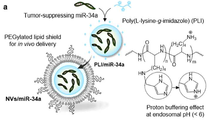 miR-34a가 담지된 나노전달체