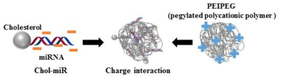 PEIPEG와 cholesterol 결합된 miRNA (Chol-miR)의 복합체 제조 개략도