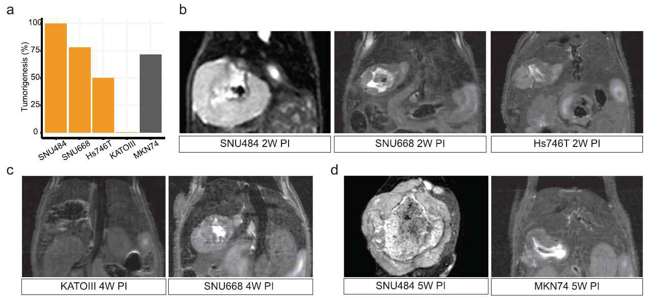 CD34마커를 높이 발현하는 SNU484의 orthotopic tumorigenesis rate은 100%에 육박함