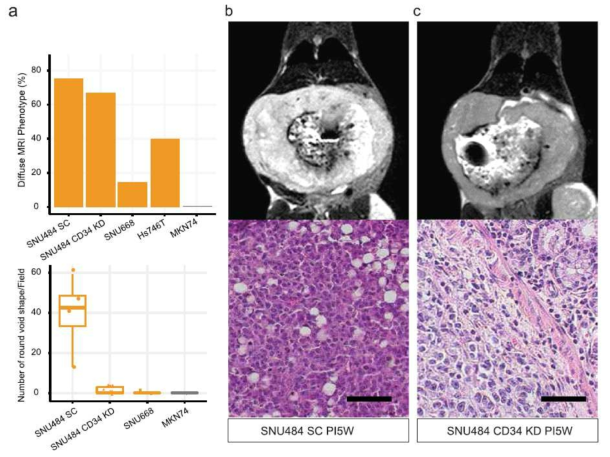 CD34를 KD한 mouse에서의 병리학적 변화 (Yoon SJ et al BMC Cancer. 2020)