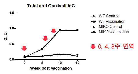 가다실 4가 HPV 백신의 장기 면역 및 IGF-1 KO 마우스에서의 total HPV specific IgG 생성 효과