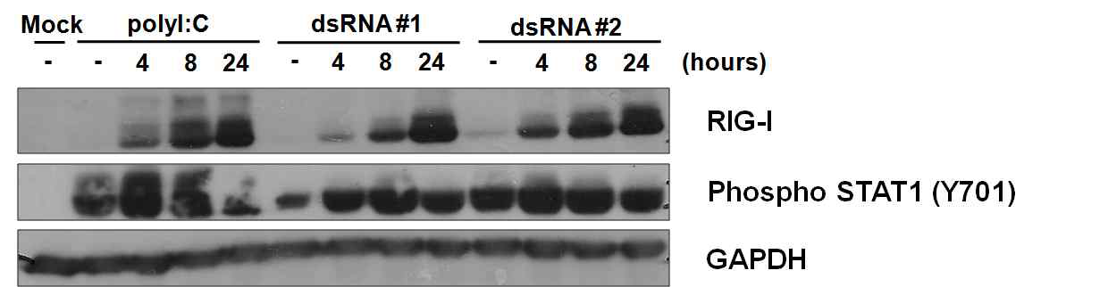 합성된 long dsRNA에 의한 항바이러스 인터페론 신호전달