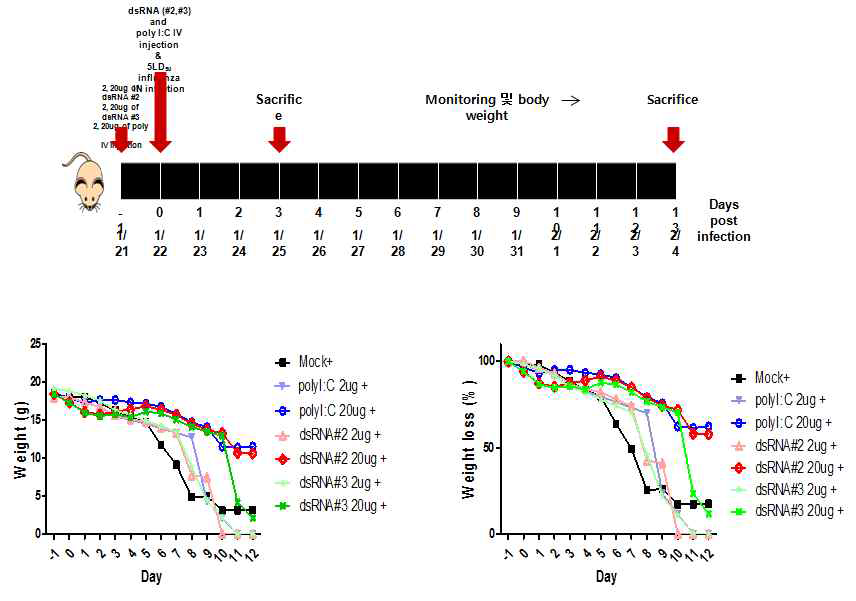합성된 long dsRNA의 항바이러스 효과 (#2-2 및 #3)