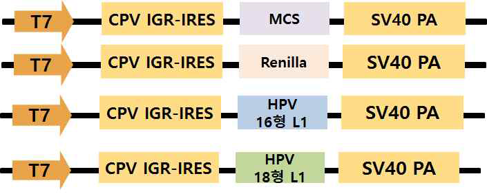 개발된 CPV 유래 RNA construct에 유전자를 삽입한 모식도