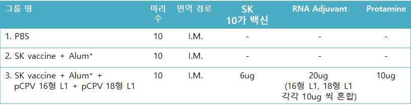 개발된 CPV 유래의 RNA adjuvant 효과를 확인하기 위한 마우스 실험 면역 그룹 분류표