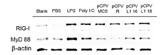 CPV 유래의 RNA adjuvant에 의한 신호전달기작 Western-Blot 결과