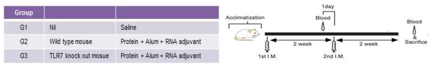 wild type 마우스와 TLR7 knock out 마우스에 RNA adjuvant와 antigen +Alum을 함께 면역 시 면역 반응의 차이를 확인하기 위한 마우스 실험 면역 그룹표 및 면역 스케줄