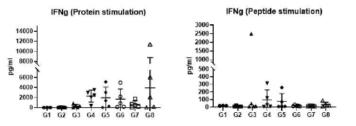 boosting 후 마우스 비장세포를 이용한 IFN-r cytokine ELISA 결과