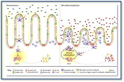 장에서 미생물과 숙주면역 상호작용을 통한 homeostasis와 microbial dysbiosis