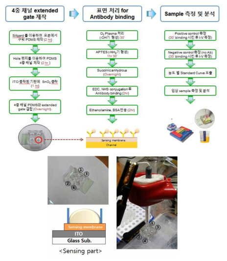 소변에서 전립선암 바이오마커 센싱 프로토콜 및 EG 센싱파트의 모식도