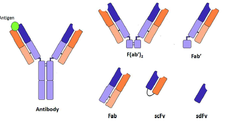 항체 (whole antibody)와 그 항체의 다양한 fragment들의 구조