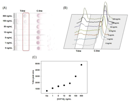 (A) 비색법 면역크로마토그래피 CCP 검출 실험결과 사진, (B) 색분석을 통한 발색신호세기 그래프, (C) CCP 농도별 발색신호 검정곡선