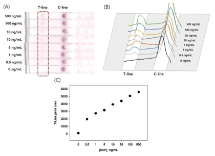 (A) 비색법 면역크로마토그래피 ECP 검출 실험결과 사진, (B) 색분석을 통한 발색신호세기 그래프, (C) ECP 농도별 발색신호 검정곡선
