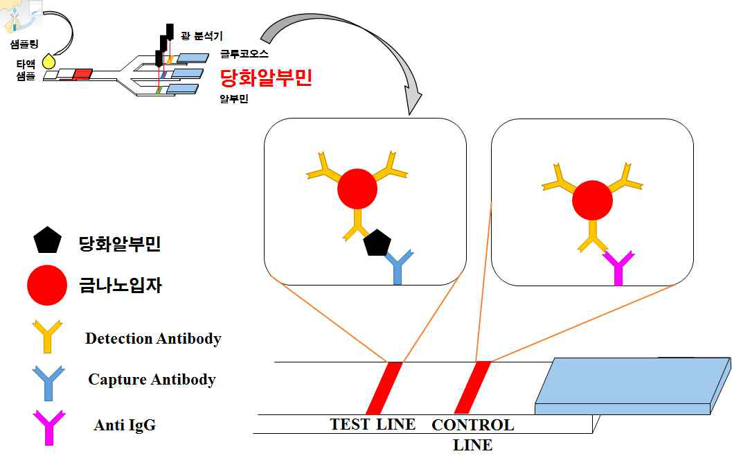 당화알부민 측정방법