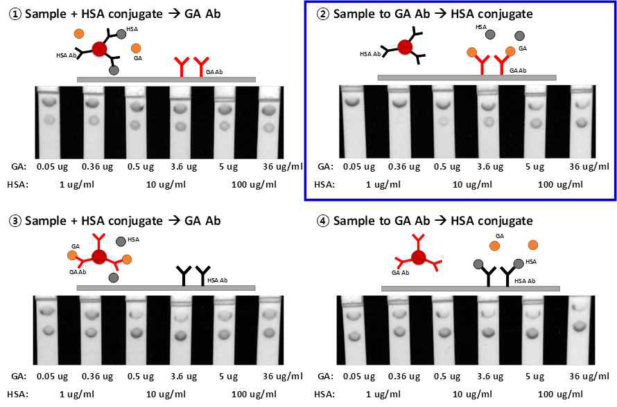 당화알부민 정량 시, 알부민 항체 및 당화알부민 항체의 capture, detection으로의 응용 및 assay 순서에 따른 성능 비교(① GA Ab conjugate+sample 섞어 capture에 도입, ② sample 먼저 capture에 도입 후 GA conjugate 도입, ③ HSA Ab conjugate+sample 섞어 capture에 도입, ④ sample 먼저 capture에 도입 후 HSA conjugate 도입)