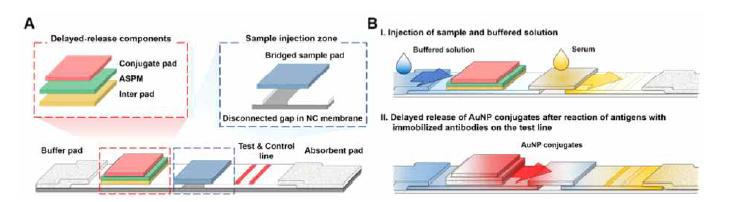 (A) HEF-LFA의 구조 및 구성 요소, (B) HEF-LFA의 샘플 및 conjugate의 분리된 반응 순서에 대한 모식도
