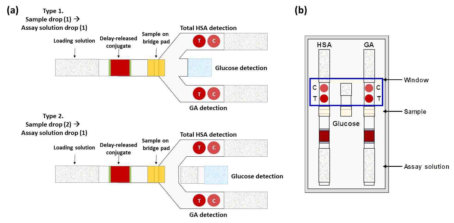 면역반응을 이용한 당화알부민, 알부민 정량 2채널과 효소 발색법을 이용한 글루코스 정량 1채널로 구성된 페이퍼 칩 디자인 예시. (a) 패터닝을 통한 멀티채널 멤브레인을 이용한 바이오센서 킷 구조 디자인, (b) 다수의 스트립을 이용한 분리형 페이퍼 칩 기반 바이오센서 킷 구조 디자인