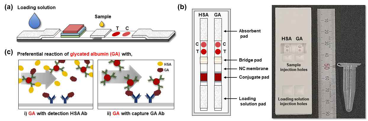 알부민 및 당화알부민 동시 정량을 위한 페이퍼 칩 기반 바이오센서. (a) 페이퍼 칩의 구성 요소 및 구조화, (b) 알부민 및 당화알부민 측정용 바이오센서의 모식도 및 실제 모습 사진, (c) 페이퍼 칩의 구조 및 특이적 면역 반응을 이용한 알부민 및 당화알부민 측정 원리