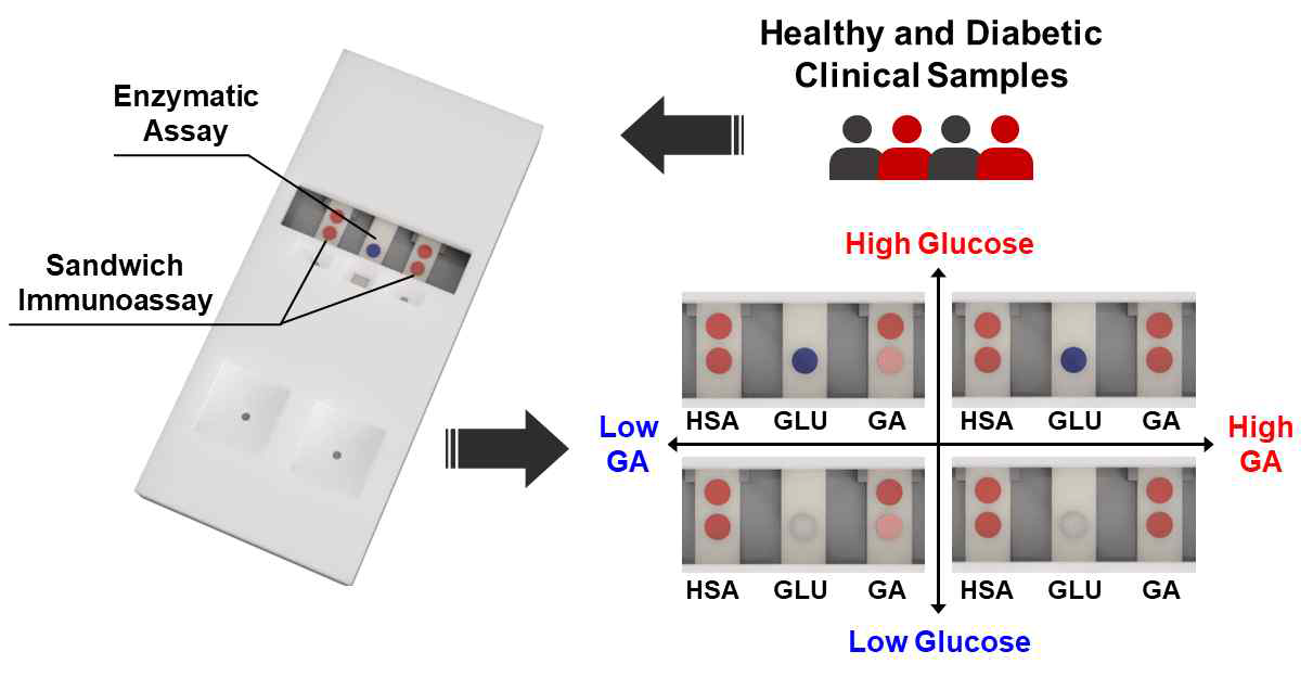 면역반응을 이용한 당화알부민, 알부민 정량 2채널과 효소 발색법을 이용한 글루코스 정량 1채널로 구성된 페이퍼 칩 구조 및 당뇨병 환자 샘플을 개발한 센서에 적용한 모식도