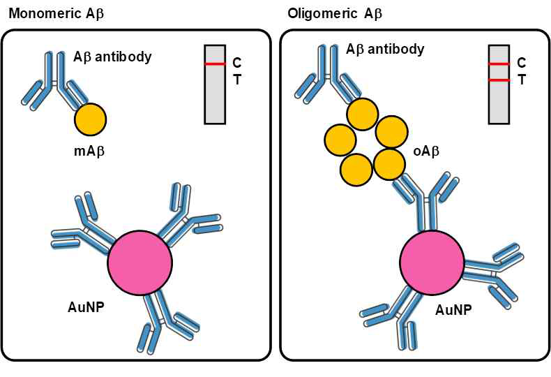 모노머릭&올리고머릭 A베타에 대한 각각의 선택적 항체를 기반으로 구상한 페이퍼 칩 모식도