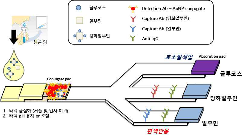 타액 샘플의 글루코스, 당화알부민 및 알부민 동시 측정을 위한 페이퍼 칩 구상도