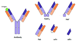 항체 (whole antibody)와 그 항체의 다양한 fragment들의 구조
