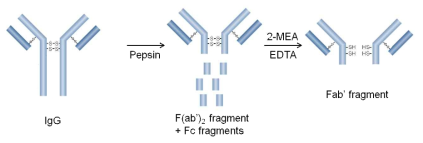 항체 fragment (Fab′)의 제작 과정