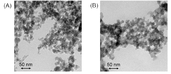 (A) Fc-modified particles, (B) Negatively charged Fcmodified particles