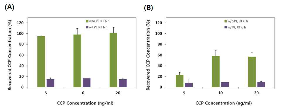 단백질 추출액에 대한 PI 처리여부에 따른 CC16 안정성 평가 (A) 6시간 보관, (B) 24시간 보관