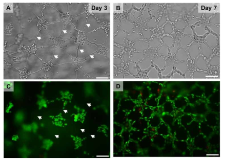 콜라겐 기반의 혈관세포형 바이오페이퍼를 몰드에서 분리해낸 모습. (A)몰드에 로딩한 지 (A) 3일과 (B) 7일 후의 몰드로부터 분리된 혈관세포형 바이오페이퍼. Live/dead 염색법으로 확인한 바이오페이퍼 내에서 몰드에서 분리된 지 (C) 3일과 (D) 7일 후 MS-1 혈관세포의 생존성 확인. 흰 화살표는 혈관세포들이 뻗어나가기 전인 콜라겐 구조만 있는 부분을 나타냄. 시간이 지남에 따라, 혈관세포들이 콜라겐을 따라 밧줄이 꼬인 것처럼 타이트하게 그물구조망을 형성하였음. Scale bar = 100 μm