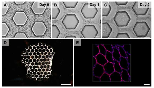 HUVEC 세포를 이용한 콜라겐 기반의 혈관세포형 바이오페이퍼. (A) 로딩 직후, (B) 1일 후, (C) 2일 후 몰드 위에서의 콜라겐 기반 바이오페이퍼 모습. (D) 4일 간의 배양 후 몰드에서 분리한 콜라겐 기반 바이오페이퍼의 모습. (E) 액틴 염색(빨강)으로 확인한 바이오페이퍼 내에서 형성된 혈관 구조. 대조 염색으로 세포핵 염색 이용(파랑). Scale bar = (A-C) 100 μm, (D) 1 mm, (E) 200 μm