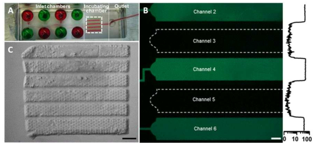 바이오페이퍼와 8채널 미세유체 소자의 결합. (A) 바이오페이퍼와 결합된 미세유체 소자의 8개의 채널에 각각 색소를 흘려준 이미지. (B) 형광물질(streptavidin–FITC)을 짝수 채널에만 넣어주어 채널간에 유체 유출 현상이 없는지 확인한 이미지 및 그에 해당하는 정량적 형광신호. 바이오페이퍼에는 형광물질이 결합할 수 있는 폴리스티렌 비드가 내재되어 있음. Scale bar = (B) 1 mm, (C) 500 μm