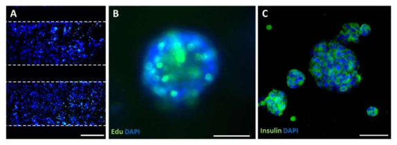 미세유체소자를 이용한 바이오페이퍼 내 베타세포 클러스터의 성장 능력 및 단백질 마커 분석. (A) Edu(초록색) 염색을 통한 채널 내 베타세포 클러스터의 성장 능력을 나타내는 이미지. 핵은 파란색으로 염색됨. (B) (A)의 확대된 이미지이며 하나의 베타세포 클러스터 내 세포성장 분포를 나타내는 이미지. (C) 인슐린을 표지하는 항체(초록색)를 통해서 베타세포 클러스터의 정성적 인슐린 분포를 나타내는 이미지. 핵은 파란색으로 염색됨. Scale bar = (A) 500 μm, (B) 100 μm, (C) 50 μm