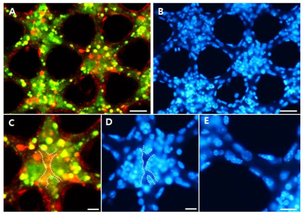 바이오페이퍼에서 형성된 다종세포형 베타세포 클러스터 내의 MIN6와 MS-1 세포의 형태 및 분포 관찰. (A) 빨간색과 녹색의 세포염색물질(CellTracker)을 사용하여 각각 MIN6와 MS-1 세포를 표지함. (B) (A)와 동일한 자리에서 Hoechst 염색을 통해 본 세포핵의 모습. (C) (A)의 한 클러스터 부분을 확대한 사진. (D) (C)와 동일한 자리에서 본 세포핵의 모습. (E) (B)에서 두 클러스터 패턴을 이어주는 연결 패턴을 확대한 사진. Scale bar = (A,B) 50 μm, (C-E) 20 μm