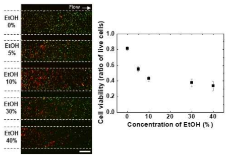 다양한 농도의 에탄올을 처리한 다채널 미세유체 소자와 결합된 베타세포 클러스터 바이오페이퍼에서의 세포생존력 분석. Scale bar = 500 μm