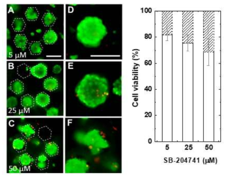 베타세포 클러스터 바이오페이퍼에 SB-204741 약물을 다양한 농도로 처리 후 Live/Dead 분석 키트 처리한 사진과 이를 분석한 그래프. Scale bar = 100 μm