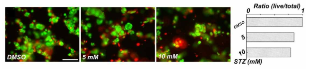 베타세포 클러스터 바이오페이퍼에 Streptozotocin (STZ) 약물을 다양한 농도로 처리했을 때의 세포 생존율 확인. 대조군 (DMSO) 을 기준으로 일주일 배양한 베타세포 클러스터에 5 mM와 10 mM의 STZ을 처리한 후의 세포 생존율을 확인함. Scale bar = 100 μm