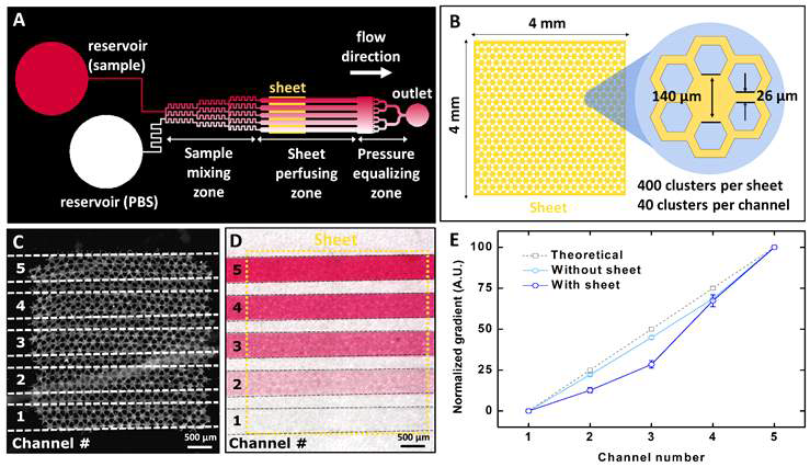 (A) 하이드로젤 기반 3D 베타세포 클러스터 배양시스템과 결합할 미세 유체 소자의 설계도. (B) 소자와의 결합을 고려한 바이오페이퍼 배양시스템의 디자인 및 미세 패턴 치수. (C) 미세유체 소자와 결합된 베타세포 클러스터 바이오페이퍼의 현미경 이미지. (D) 시트 투과 구역의 채널 내에서 적색 염료의 농도 구배 형성. (E) 이론적 값과 비교하여 바이오페이퍼와의 결합 유무에 따른 미세유체 소자 채널의 농도 프로파일