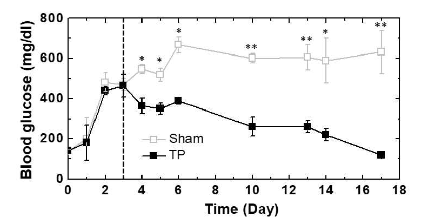 바이오페이퍼 기반 3D 베타세포 클러스터 배양시스템의 마우스 체내 이식 후의 혈당 측정. Sham: 대조군, TP: 이식 (transplantation). 점선표시는 이식 시점을 나타냄. *p<0.5, **p<0.01