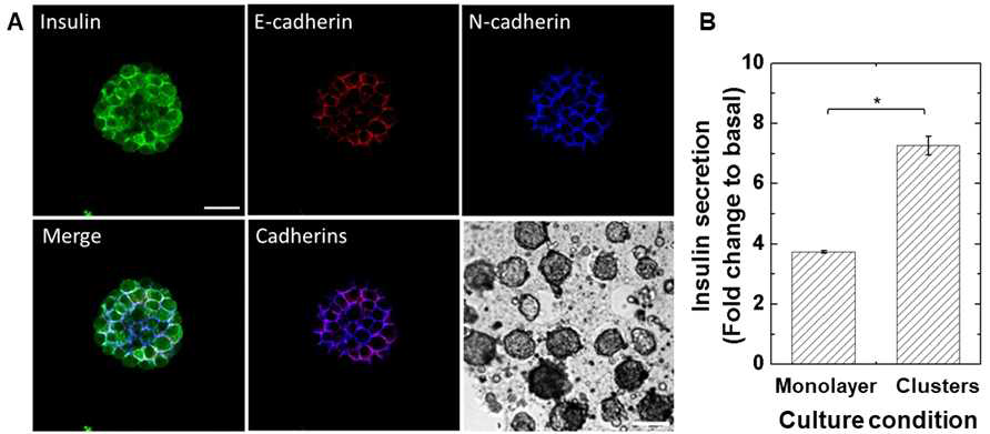 (A) 면연염색법으로 염색된 MIN6 세포 클러스터의 형광 사진(Scale bar = 20, 100 μm). (B) 세포 배양 조건에 따른 glucose stimulated 인슐린 분비량 비교 분석