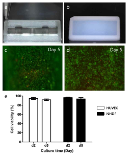 바이오프린팅을 이용한 인공 혈관 유사체 제작. (a,b)프린팅 된 인공 혈관 유사 구조체. (c,d)구조체 내의 HUVEC 및 NHDF의 세포생존율 평가