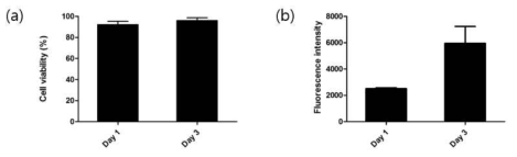 이식형 구조체 내 Min6 생존률 및 증식률 평가. (a) Day 1, Day 3 Min6생존률, (b) Min6 증식에 따른 형광강도 변화